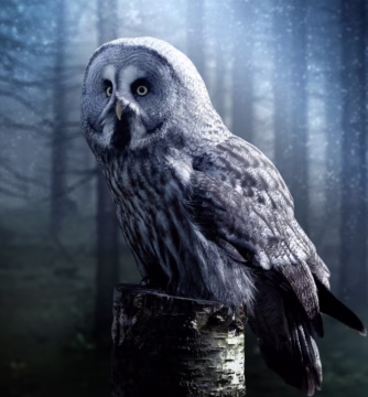 Nursery Rhymes | I dreamt I caught a little owl