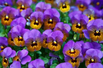 Nursery Rhymes | Heartsease in my garden bed
