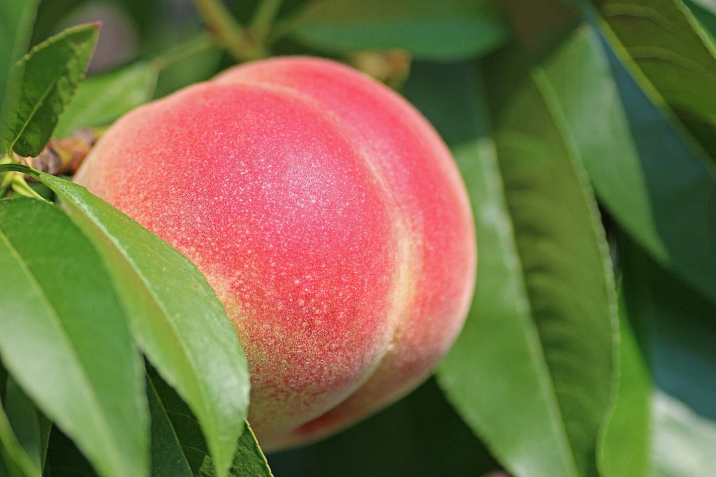 Nursery Rhymes | The peach tree on the southern wall