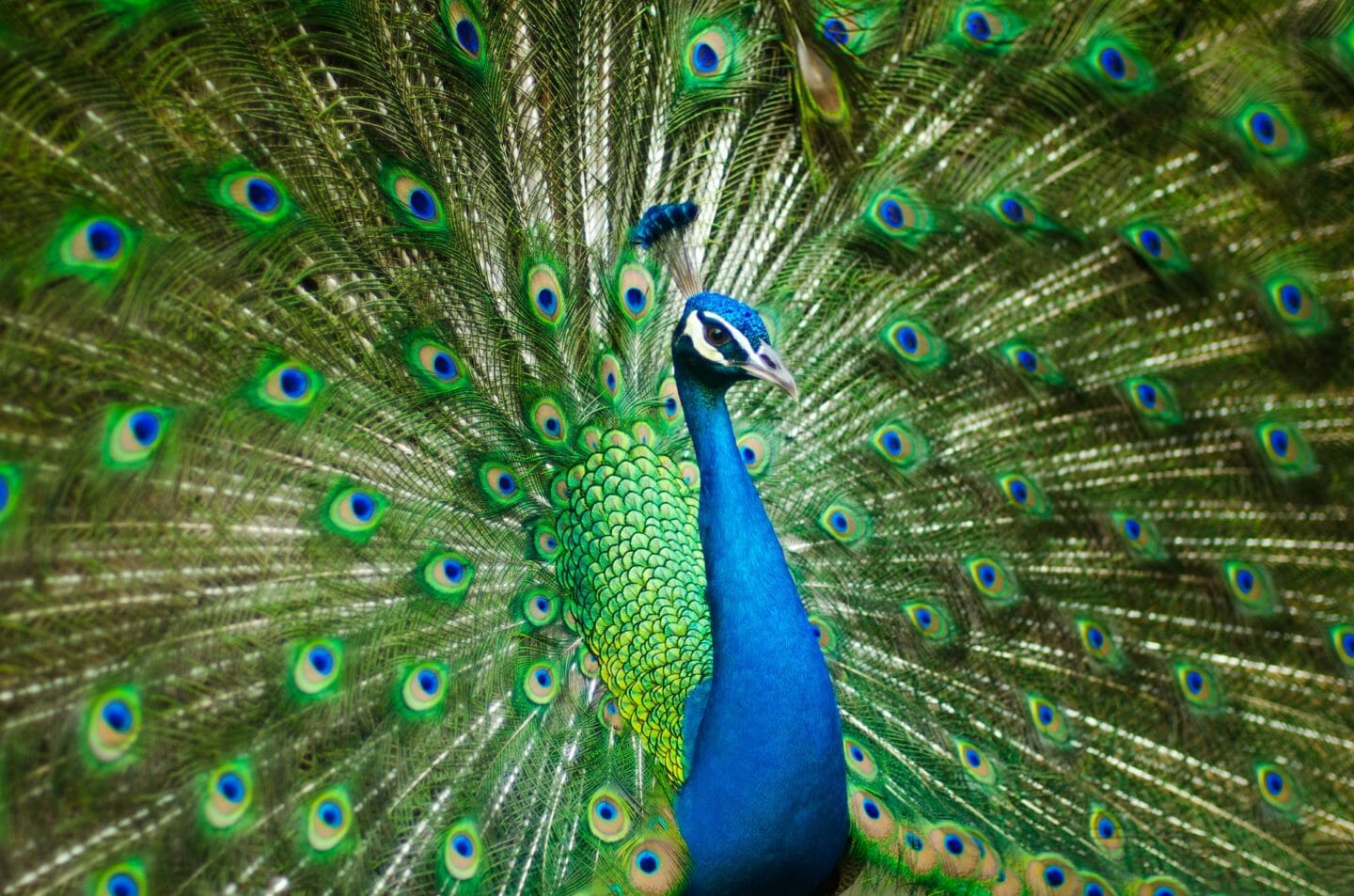 Nursery Rhymes | The peacock has a score of eyes