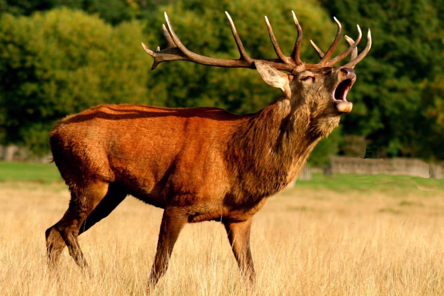 Folk Tale | Why the Tiger and the Stag Fear Each Other