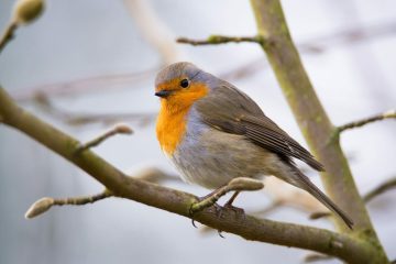 Nursery Rhymes | Little Robin Redbreast sat upon a tree