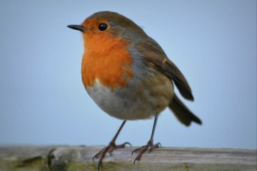 Nursery Rhymes | Little Robin Redbreast