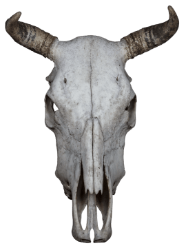 Folk Tales | Dance in a buffalo skull