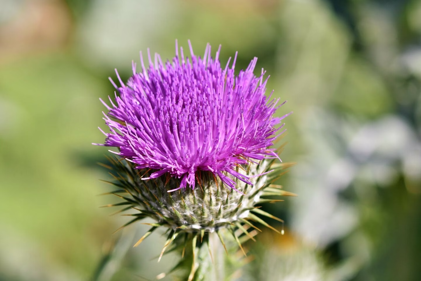 Nursery Rhymes | Cut thistles in May