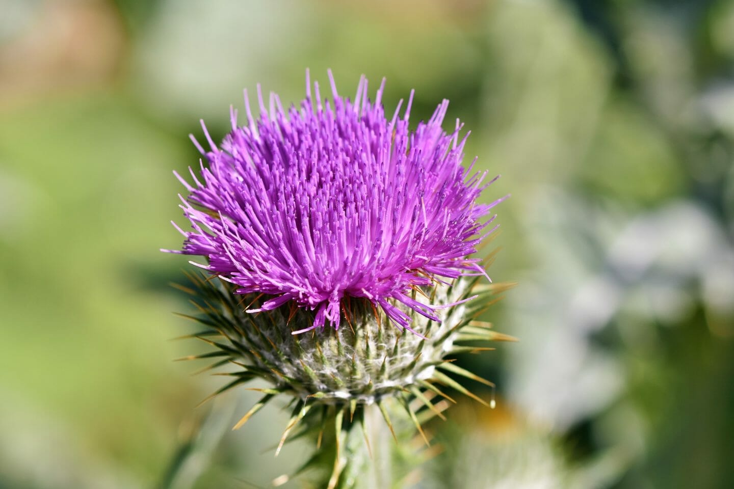 Nursery Rhymes | Cut thistles in May