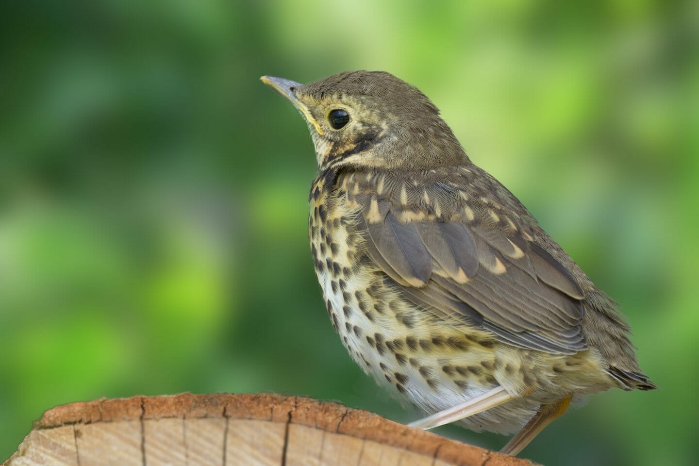 Nursery Rhymes | Dead in the cold, a song-singing thrush