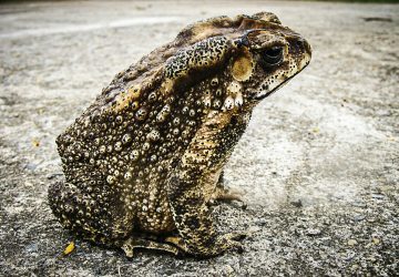 Folk Tales | The toad and the boy