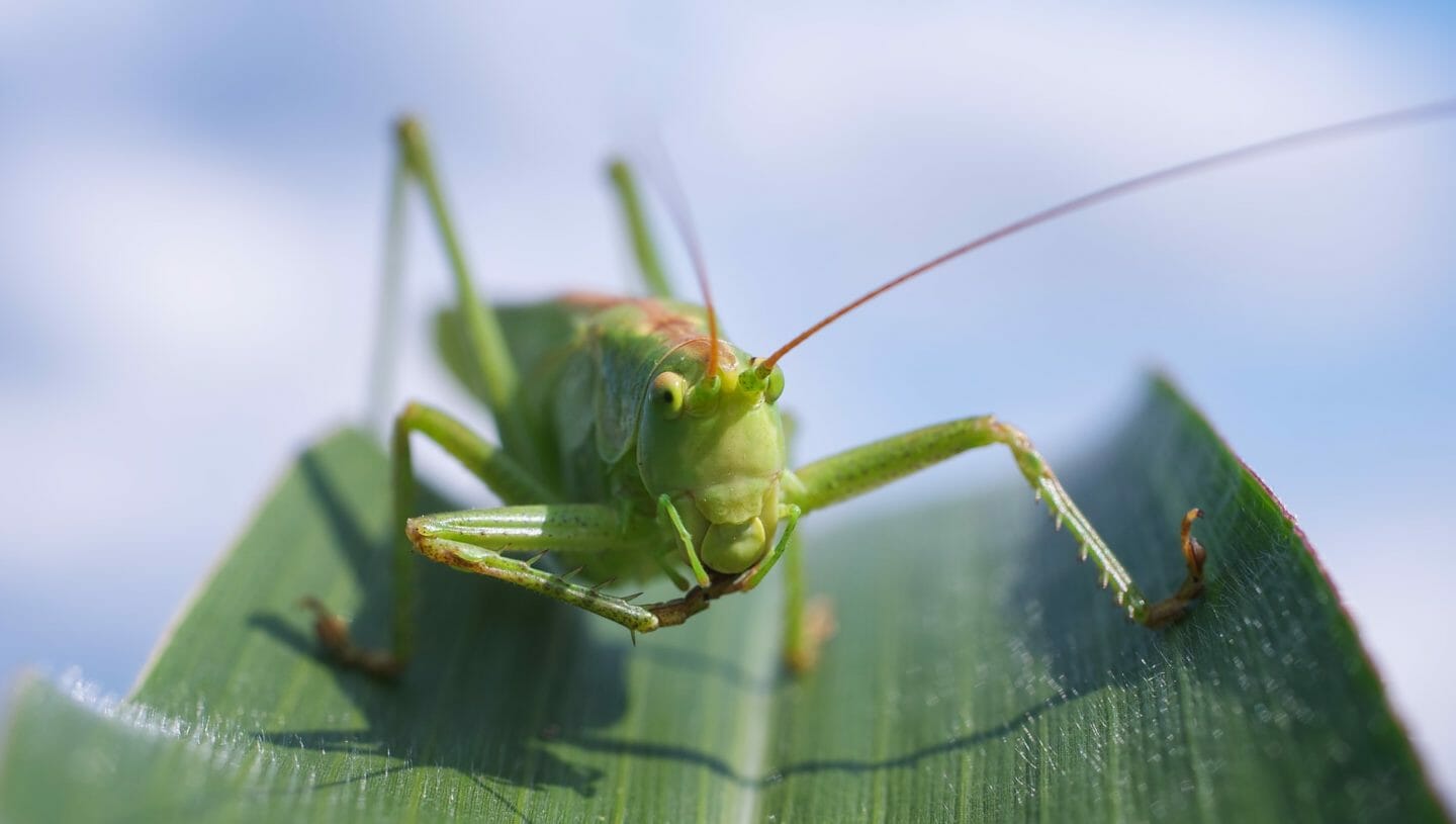 Folk Tales | The Wonderful Exploits of Grasshopper
