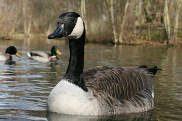 Nursery Rhymes | Gray goose and gander