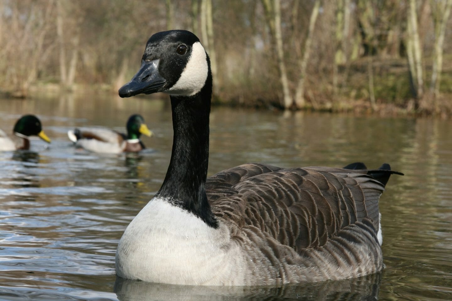 Nursery Rhymes | Gray goose and gander