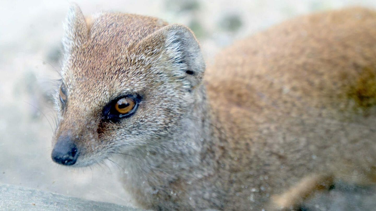 Nursery Rhymes | All around the mulberry bush