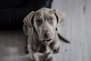 Nursery Rhymes | Bow, wow, says the dog