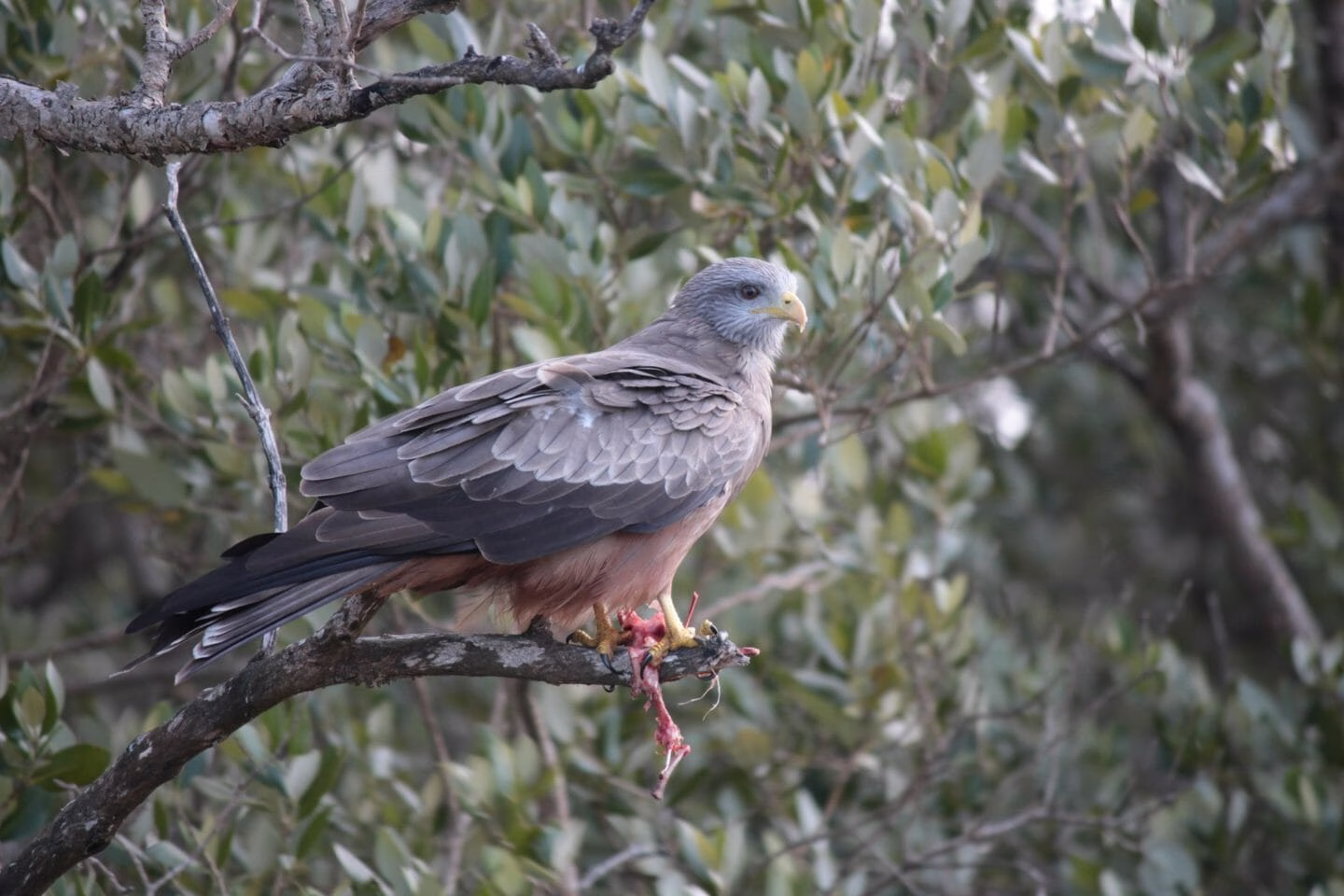 Folk Tales |  The Kites and the Crows