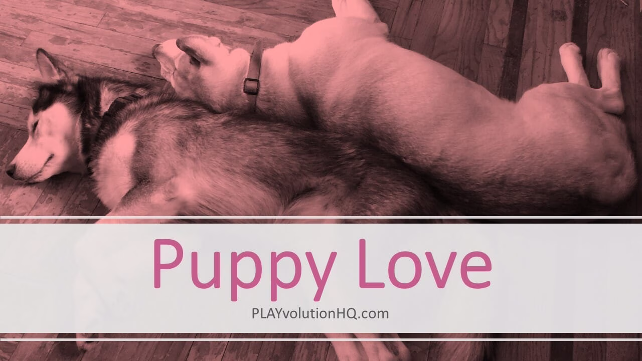 Puppy Love