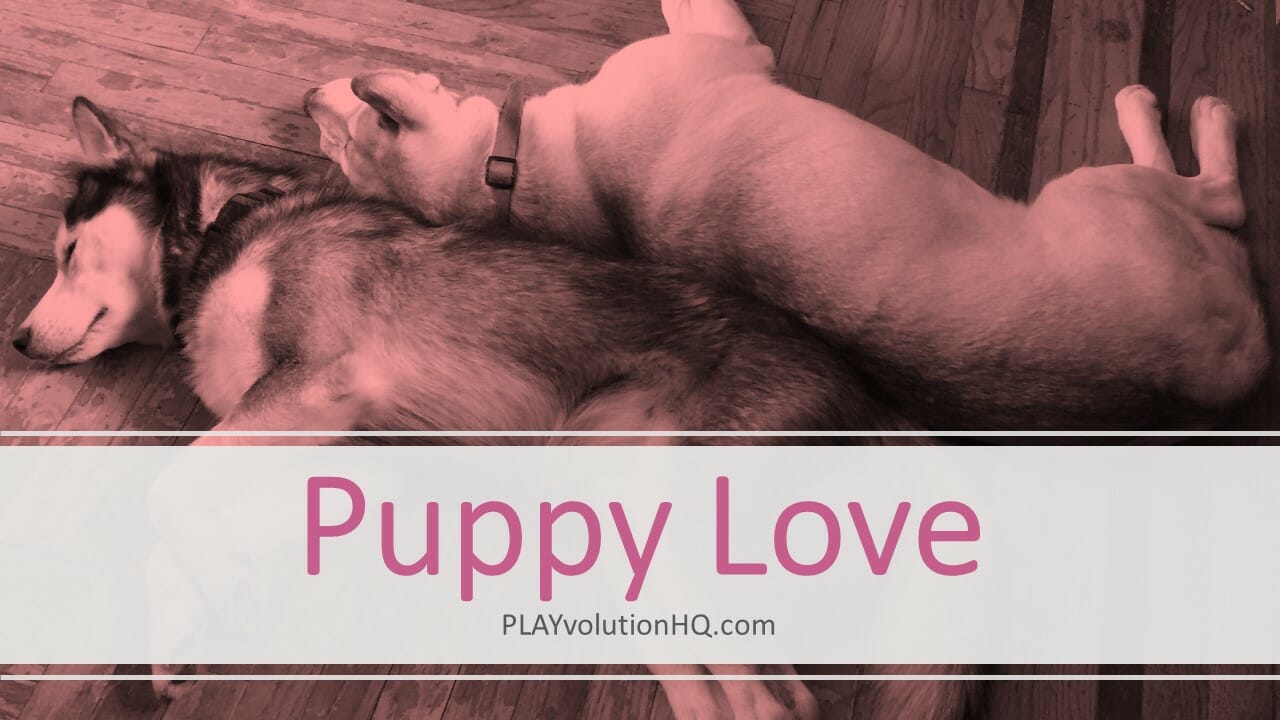 Puppy Love