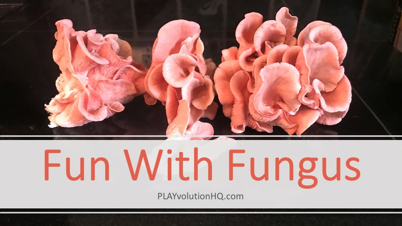 Fun With Fungus