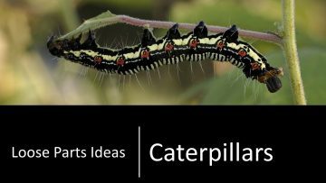 Caterpillars