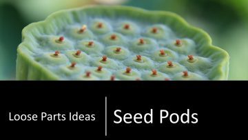 Seed Pods