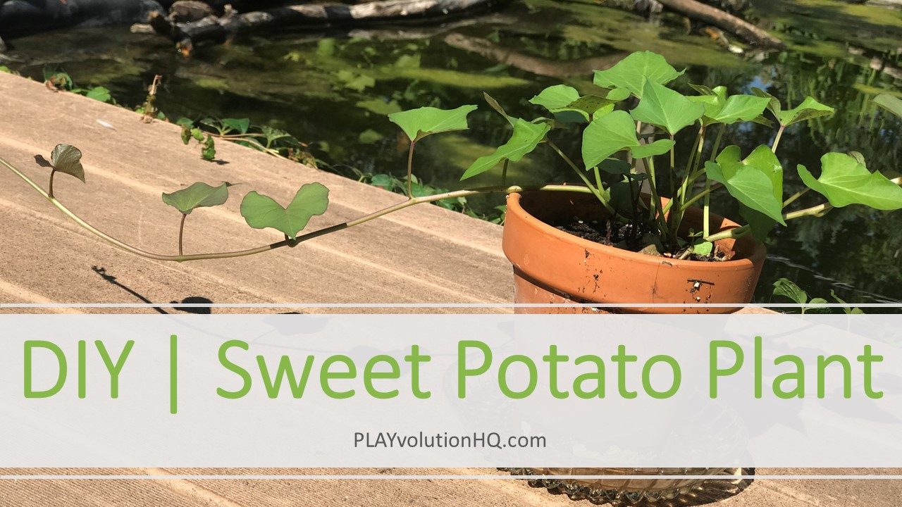 DIY | Sweet Potato Plant