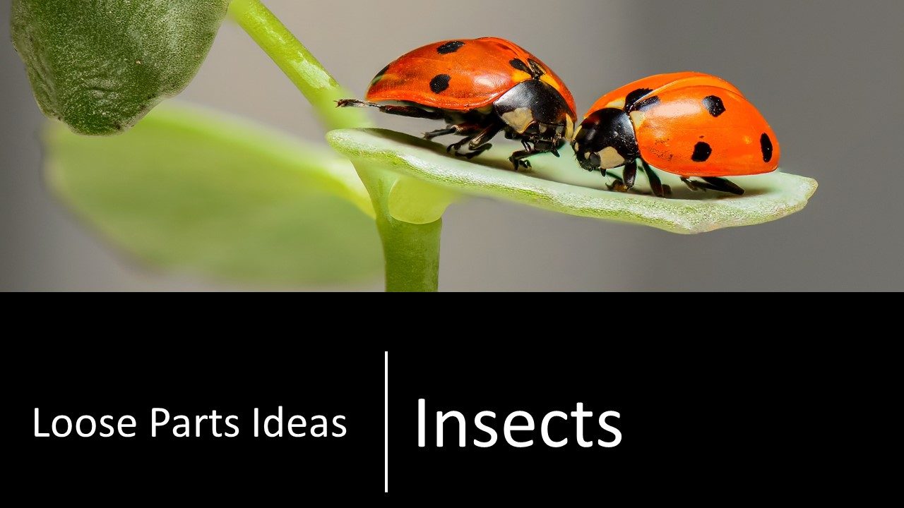 Insects