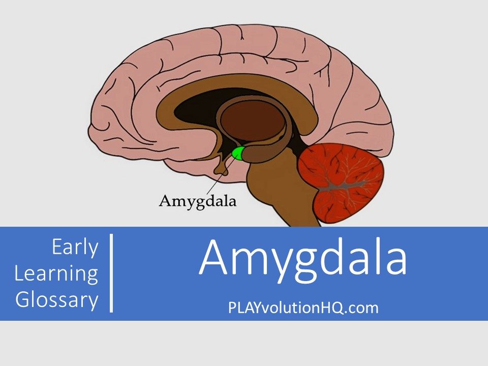 Amygdala