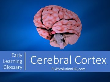 Cerebral Cortex