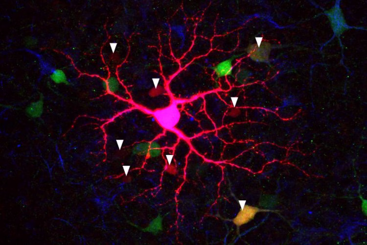 Babies in the womb may see more than we thought