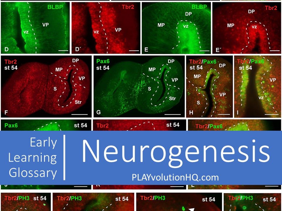 Neurogenesis