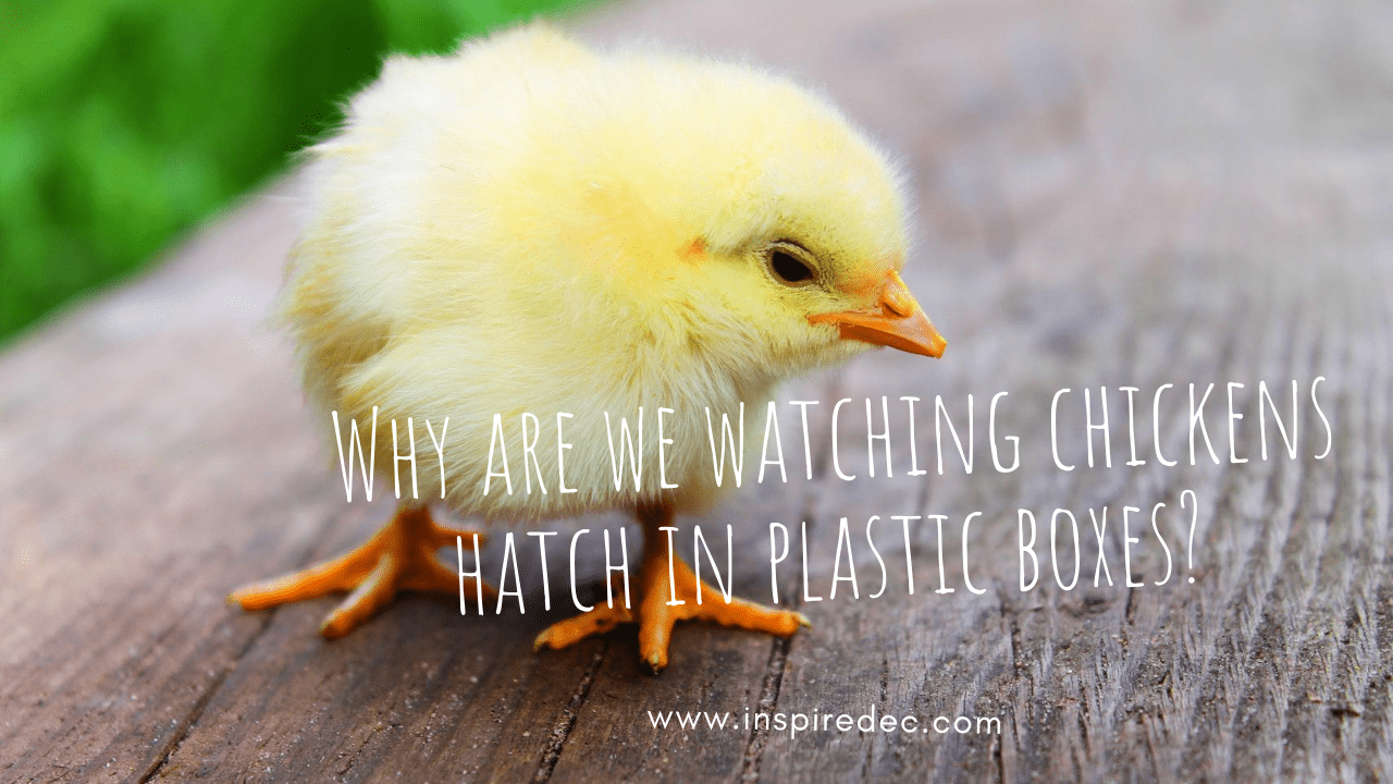 Why are we watching chickens hatch in plastic boxes?