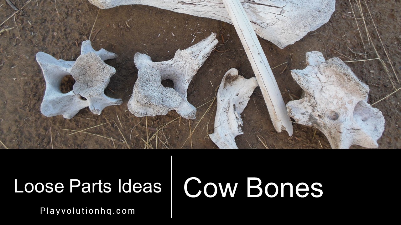 Cow Bones
