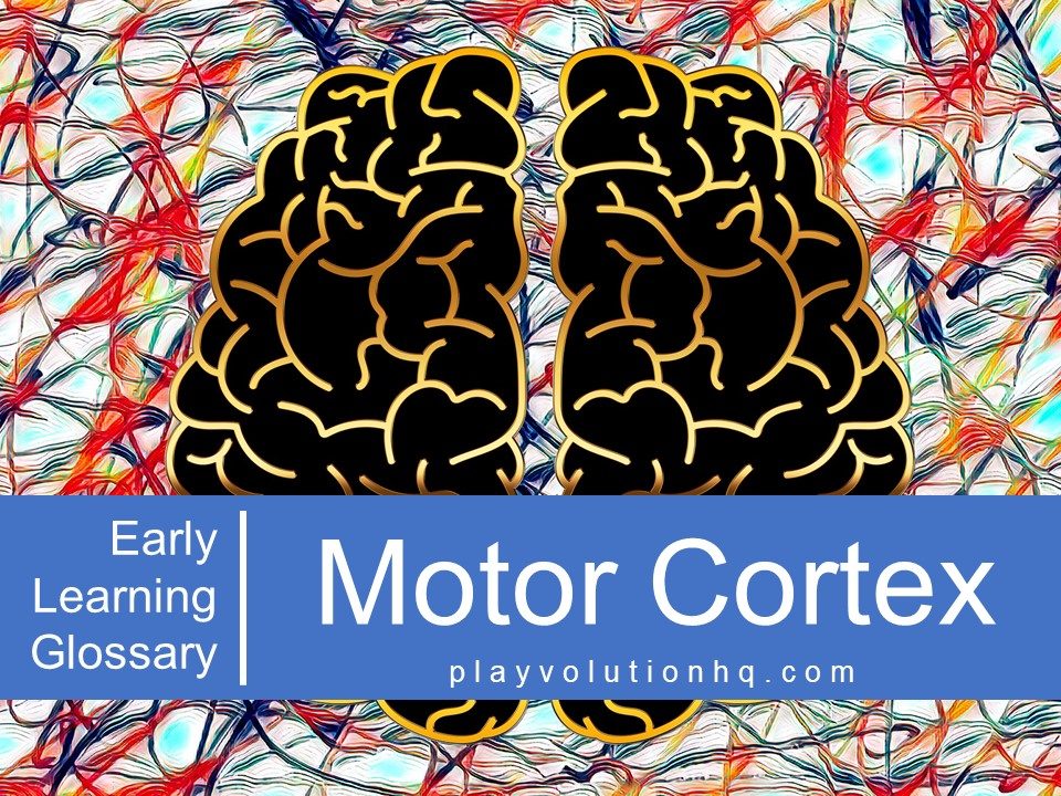 Motor Cortex