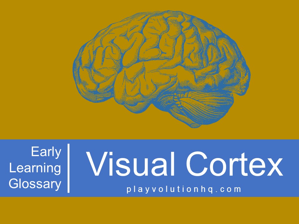 Visual Cortex