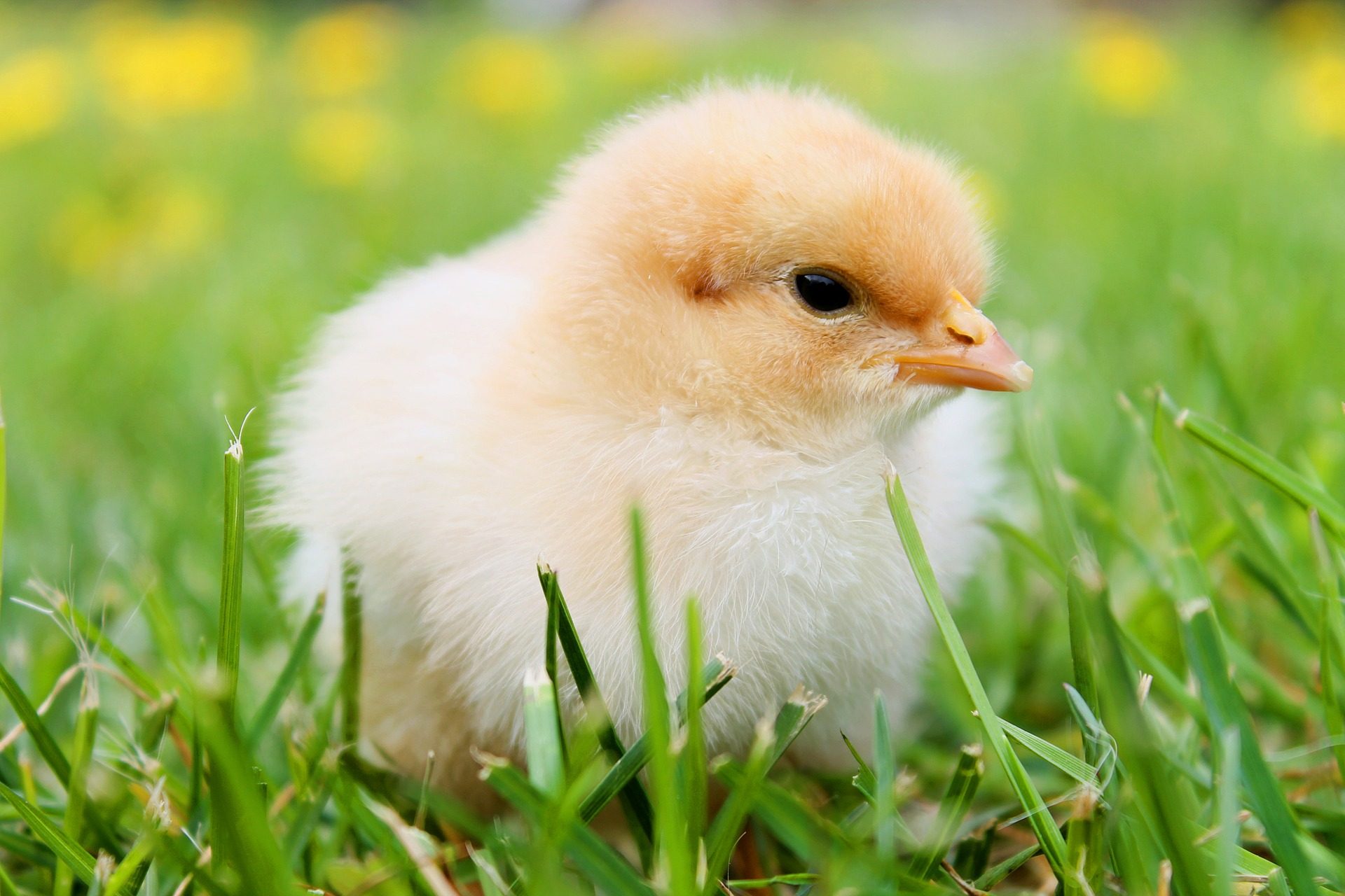 Babies and chicks help solve one of psychology’s oldest puzzles