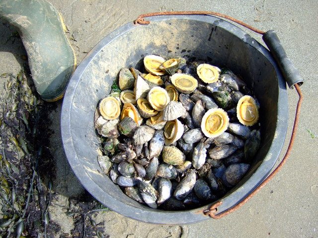 Seafood bounty