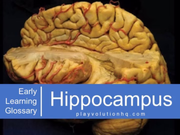 Hippocampus