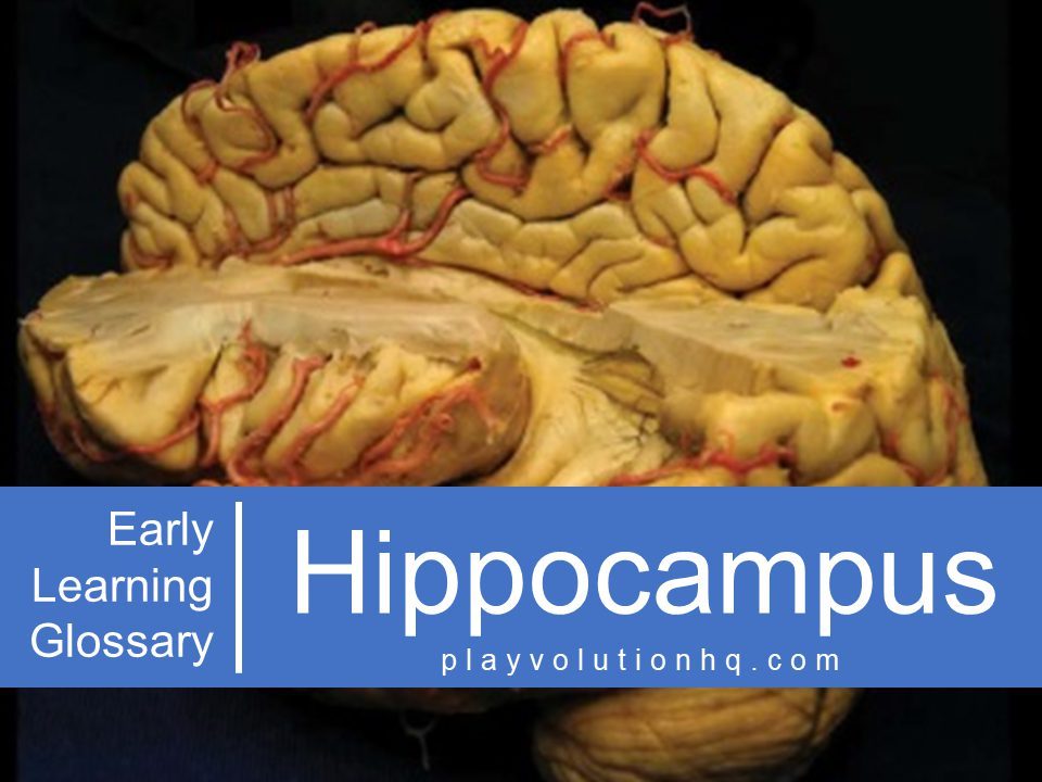 Hippocampus