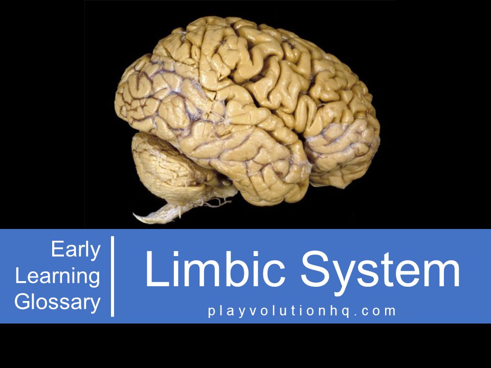 Limbic System