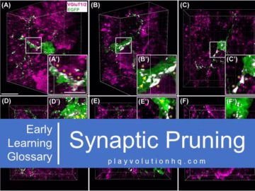 Synaptic Pruning