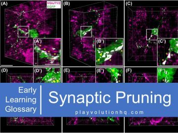 Synaptic Pruning
