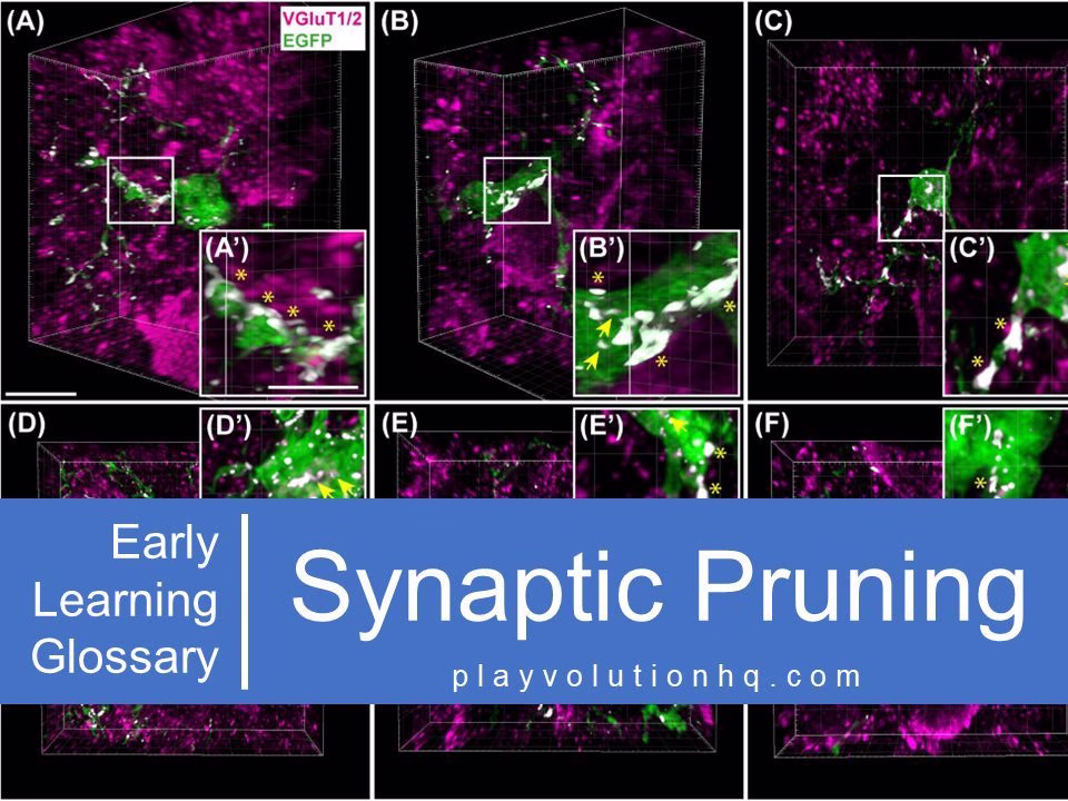Synaptic Pruning