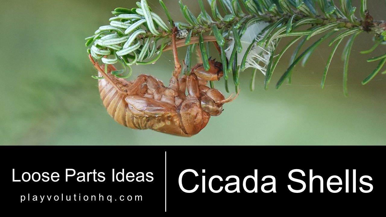 Cicada Shells