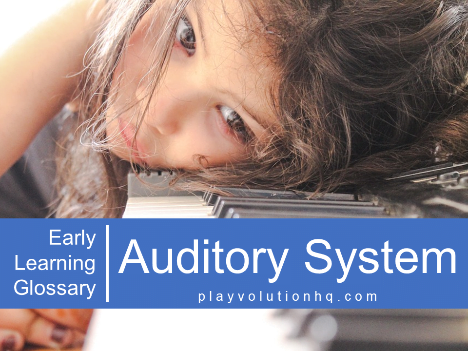 Auditory System