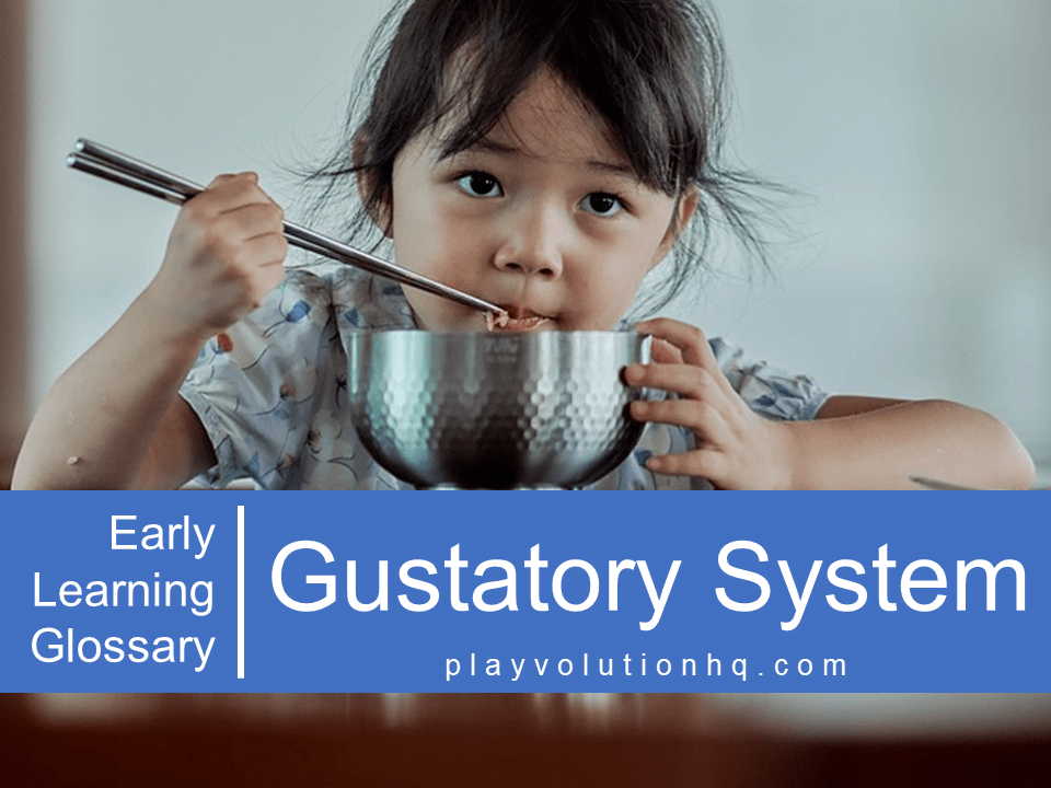 Gustatory System