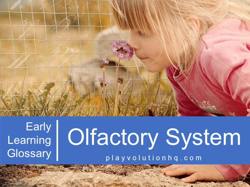 Olfactory System