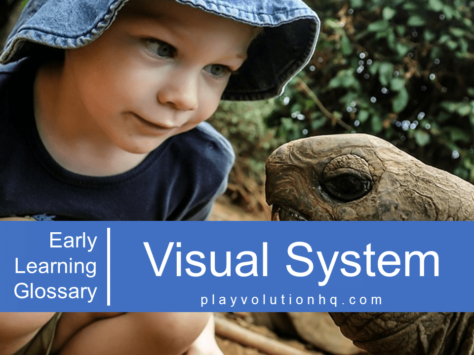 Visual System