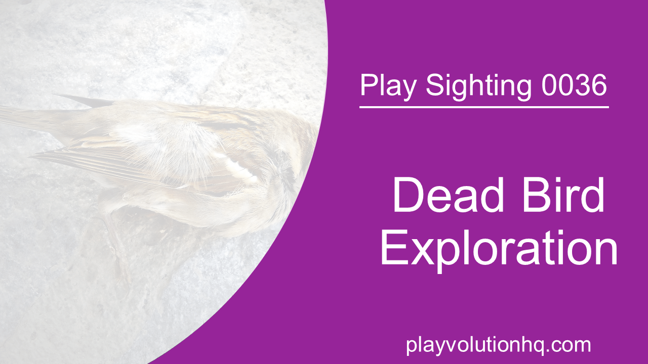 Dead Bird Exploration | Play Sighting 0036