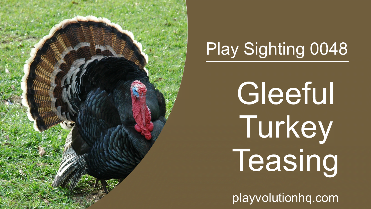 Gleeful Turkey Teasing | Play Sighting 0048